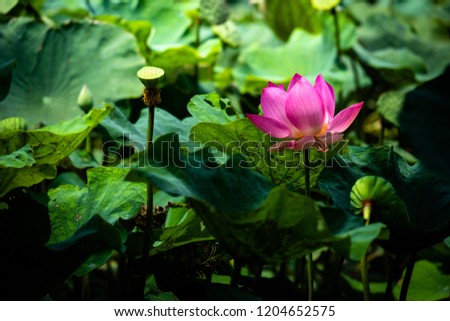 Selective focus on pink lotus flower in the dark leaves with sunlight and floating light.
