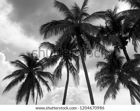 Silhouette of coconut palm trees on beach background Royalty-Free Stock Photo #1204670986