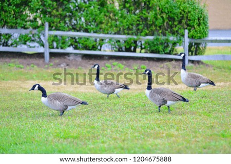 The group of geese are walking on the lawn with green grass.