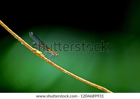 A dragonfly on branch