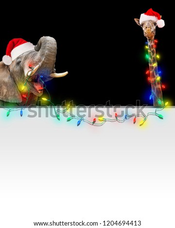 Funny photo of zoo elephant and giraffe holding bright Christmas holiday string lights over blank white sign