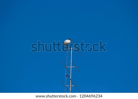 A large graceful  sacred ibis  is perched on a high television antenna on a summer morning after searching for food in the cool water of a blue lake nearby.