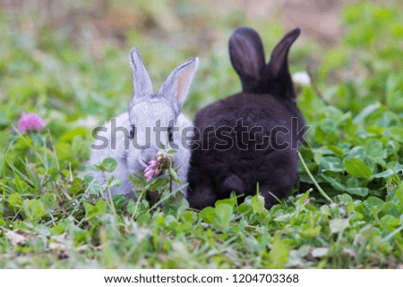 Cute babies bunny