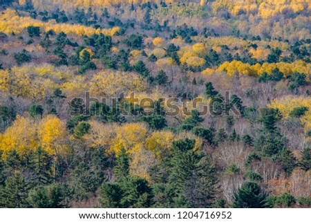 Autumn in the mountains with beautiful trees, red, yellow, orange. Blue sky, bright sun