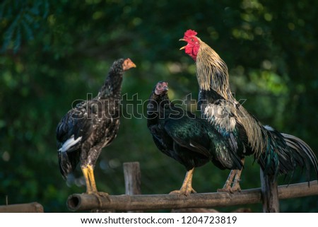 yellow cock is crowing