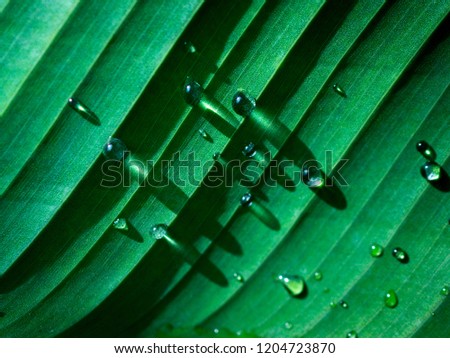 closeup, water drop on green fresh banana leaf, Fresh green leaf texture close-up, selective focus.