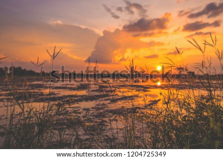 Flowers grass near farm field after harvest.landscape scene of sunrise sunset over a farm field after harvest. Sun breaks through clouds creating reflection in water standing in the field.