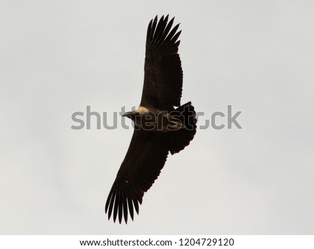 Condor andino flying over the skies of the city of El Chalten, Argentina
