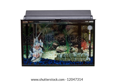 A glass rectangular fishtank isolated against a white background