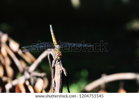 Brown Dragonfly  with big red eye black patterned on its body resting on broken tree branches with  natural black and green background