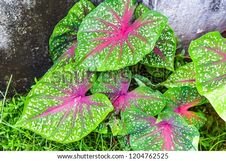 Caladium bicolor is regarded as the "Queen of the Leafy Plants". Coming from South Africa And started in Europe, India and Indonesia, respectively.