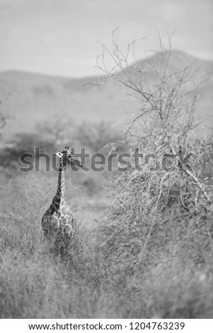 giraffe in the bush