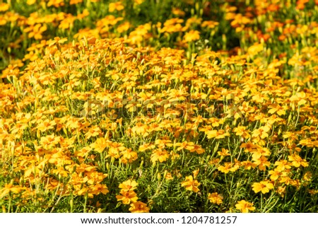 bright autumn flowers nature landscape