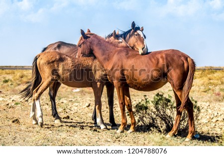 Horses hugging in the steppe near the road
