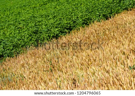 diagonal separating the frame into two halves, two halves of the field of different colors green and yellow, potatoes and wheat