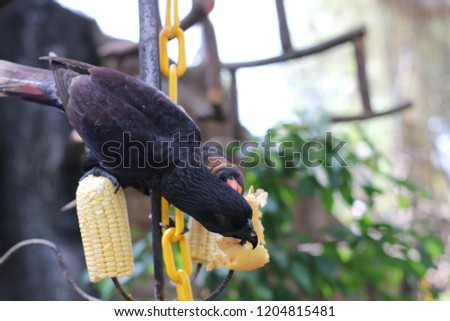 black parrots activity  eats at the zoo