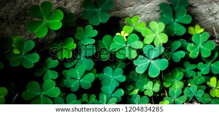 Clover Leaves for Green background with three-leaved shamrocks.Patrick's day holiday symbol. Royalty-Free Stock Photo #1204834285