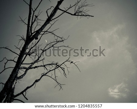 branch without leaves of Deciduous tree in gray black and white tone for background presentation of Halloween day, scary wallpapers