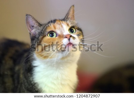tricolor european shorthair cat portrait