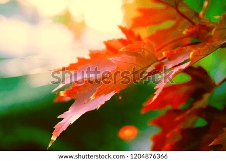 Colorful foliage with shallow depth of field in a public park in the fall