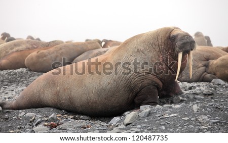  Walrus family