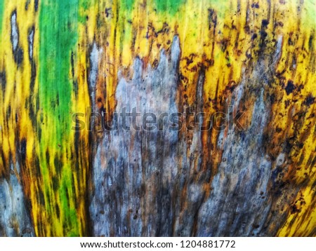 Banana leaf  texture and details.Two different component between live and dry in the one.alive is green color and die is brown color.This leaf die zone more than alive zone.Closeup view.