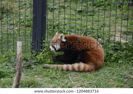 Scenery portrait and natural of lesser panda (red panda) at zoo in the area of Hokkaido, Japan
