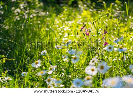 Flowers field of camomiles in garden in sunny day, wallpaper background. White chamomile field.