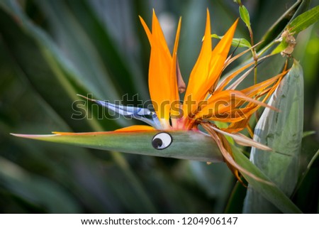 Isolated Bird of paradise flower with a cute addition
