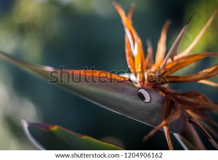 Isolated Bird of paradise flower with a cute addition