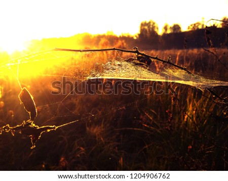 Spider web on the branch against the sunrise background