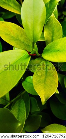 Green leaf wallpaper