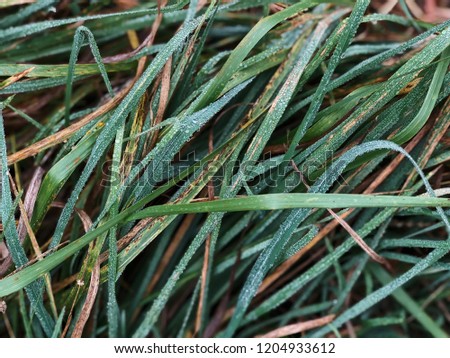 Fresh Grass texture with dewdrops. Beautiful nature background wallpaper.