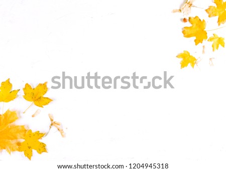 Autumn leaf on white background, top view