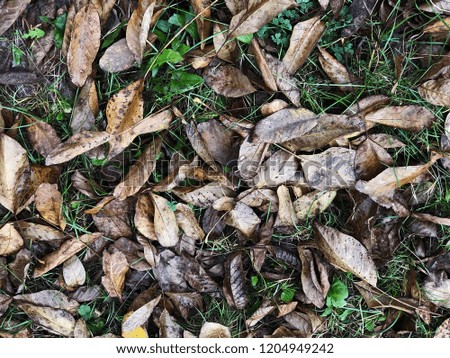 Autumn leaves nature photography background. Horizontal wallpaper.
