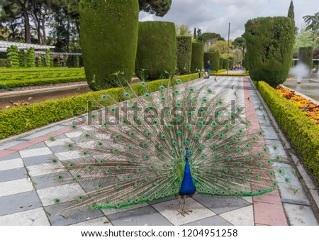 Madrid, Spain - 10th April 2016 - The Buen Retiro park is one of the numerous parks and gardens of the spanish capital, and it's famous for hosting some colorful peacocks