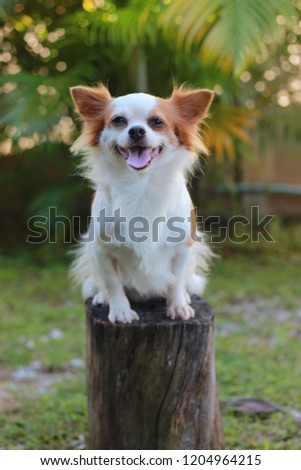 Chihuahua dog, white body, brown ears, sitting on a timber