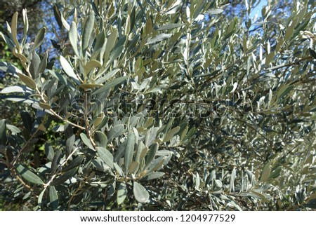 Close up photo of olive tree with olives ready to be harvested                    