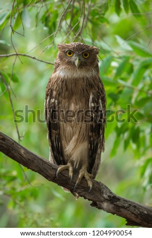 A clean image of Brown Fish Owl sitting on a beautiful perch on a branch in a green backdrop at Ranthambore Tiger Reserve, India