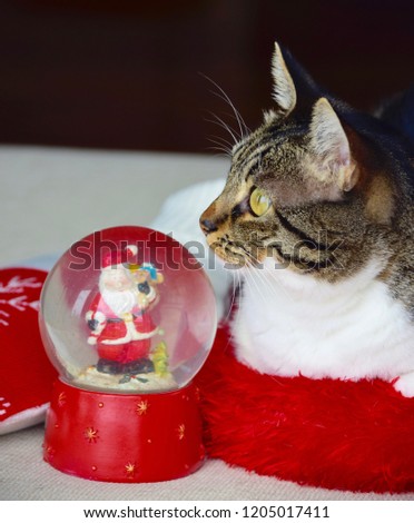 Cute cat lying on red pillow with christmas snow globe in front with santa claus inside 
