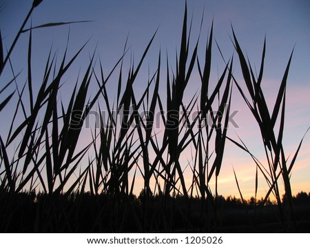 Silhouette of rushes