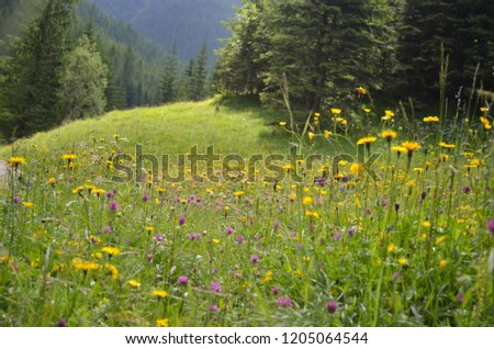 meadow in the spring flowers in the mountains