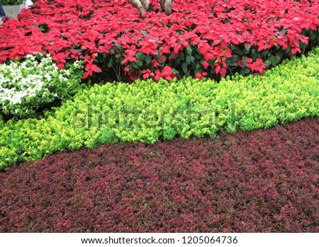  Landscape garden with different  color plants is so beautiful image.