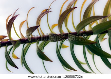 some leaves of a fire lily in autumn, blurred picture