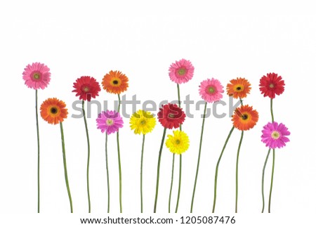 Set of colorful gerbera isolated white background
