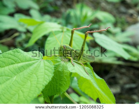 Grasshopper picture in the grass