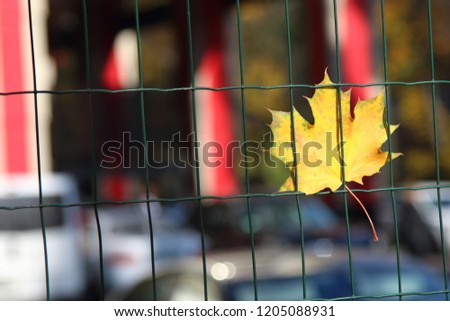 Yellow leaf in sunny autumn day