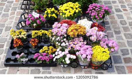 flower pots on the street