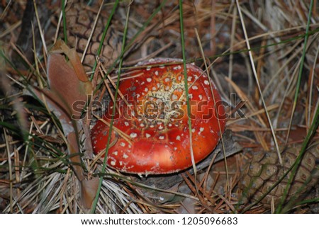 White mushroom and red species Amanita muscaria in pine forest, Spain