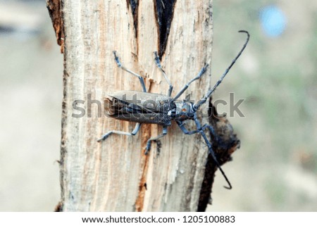 Macro image of a Long horned wood beetle on tree trunk. colourful insect, animals, bug, nature
